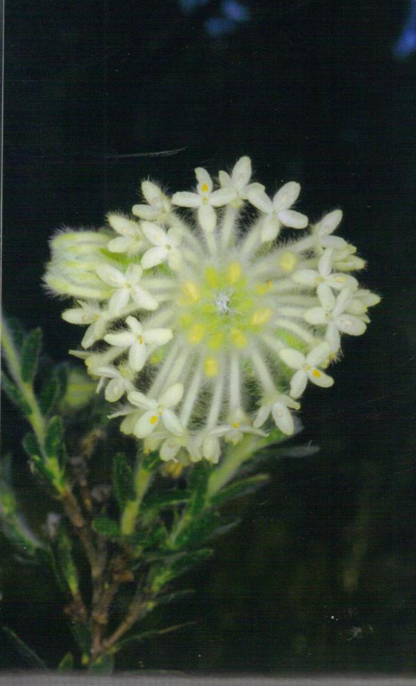 Pimelea octophylla